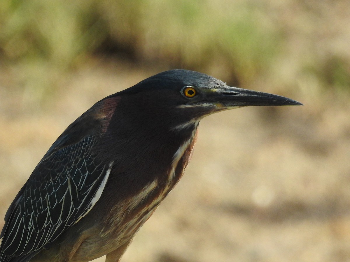 Green Heron - ML60712531