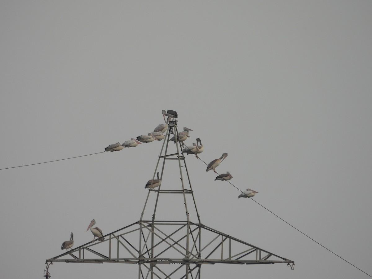 Spot-billed Pelican - ML607125431