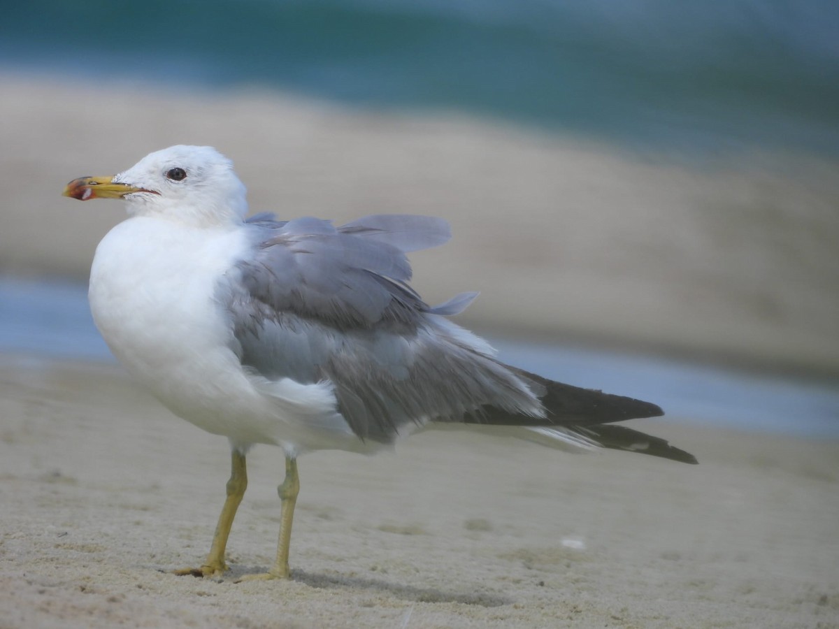 Armenian Gull - ML607125511