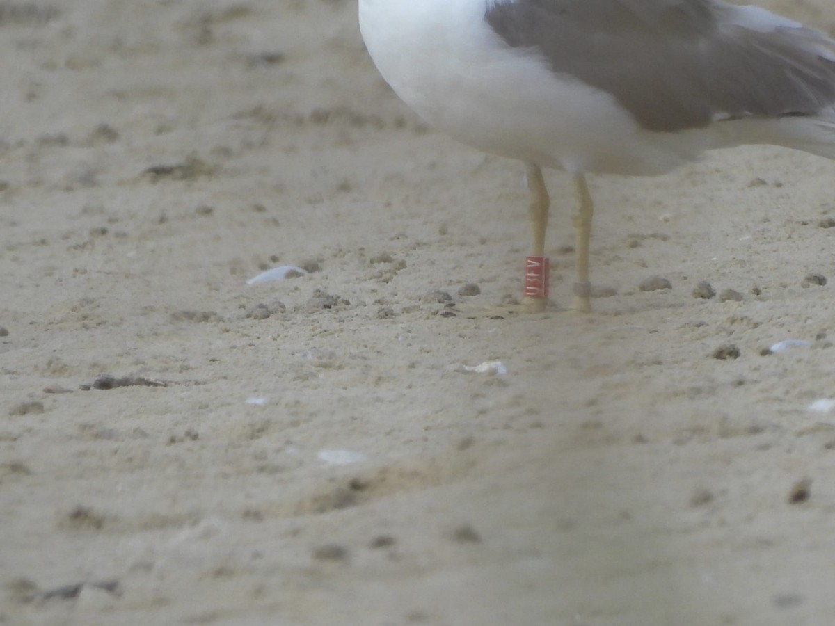 Armenian Gull - ML607125521