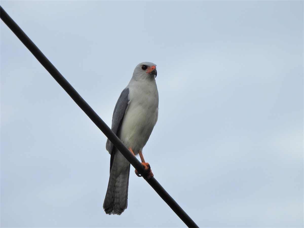 Gray-headed Goshawk - ML607125541