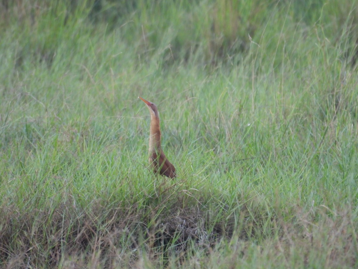 Cinnamon Bittern - ML607125551