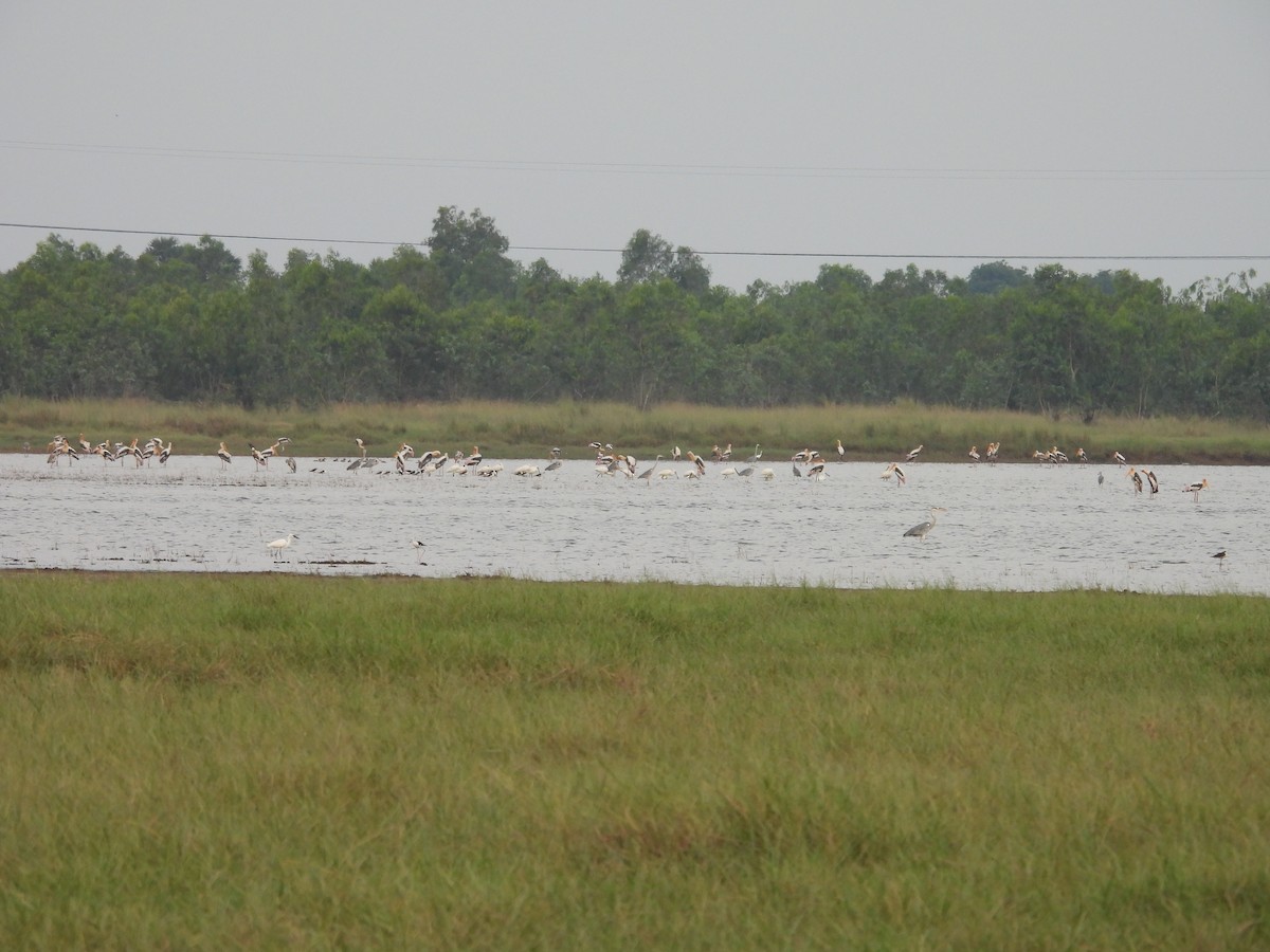 Gray Heron - Sivakumar S