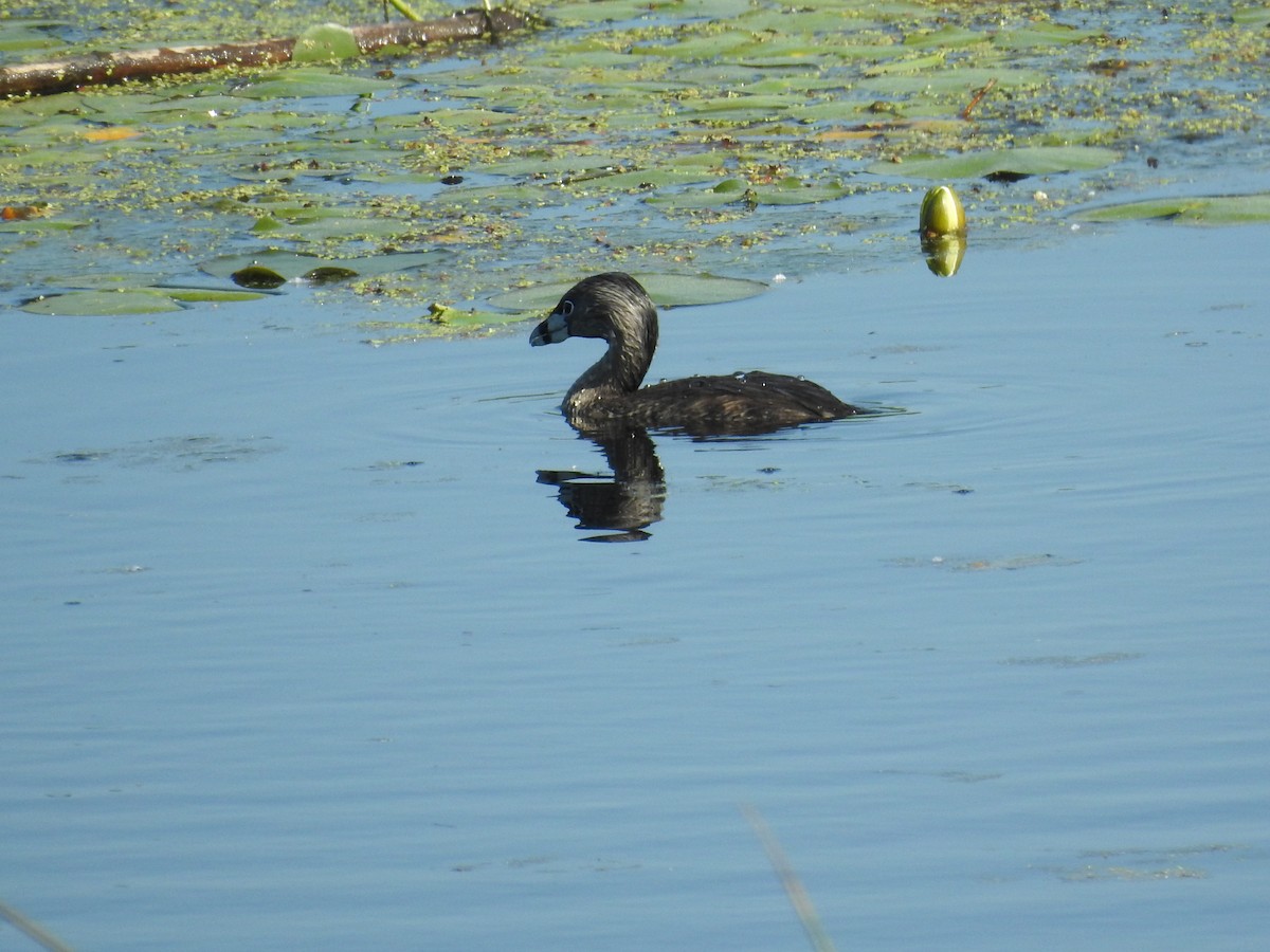 Pied-billed Grebe - ML60712571