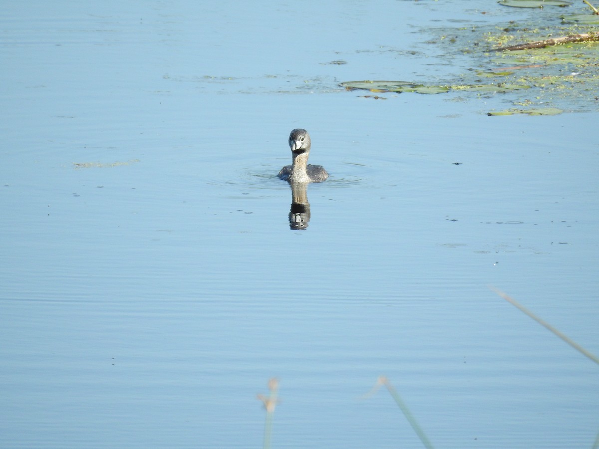 Pied-billed Grebe - ML60712591