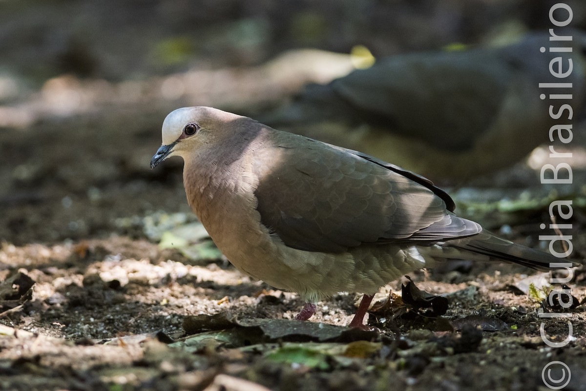 Gray-fronted Dove - Claudia Brasileiro