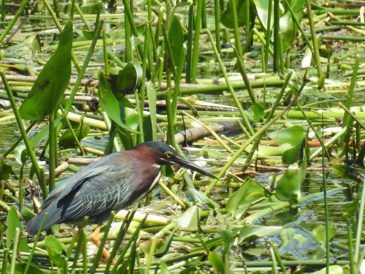 Green Heron - ML60712641