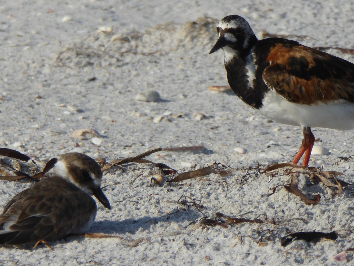 Wilson's Plover - ML607127121