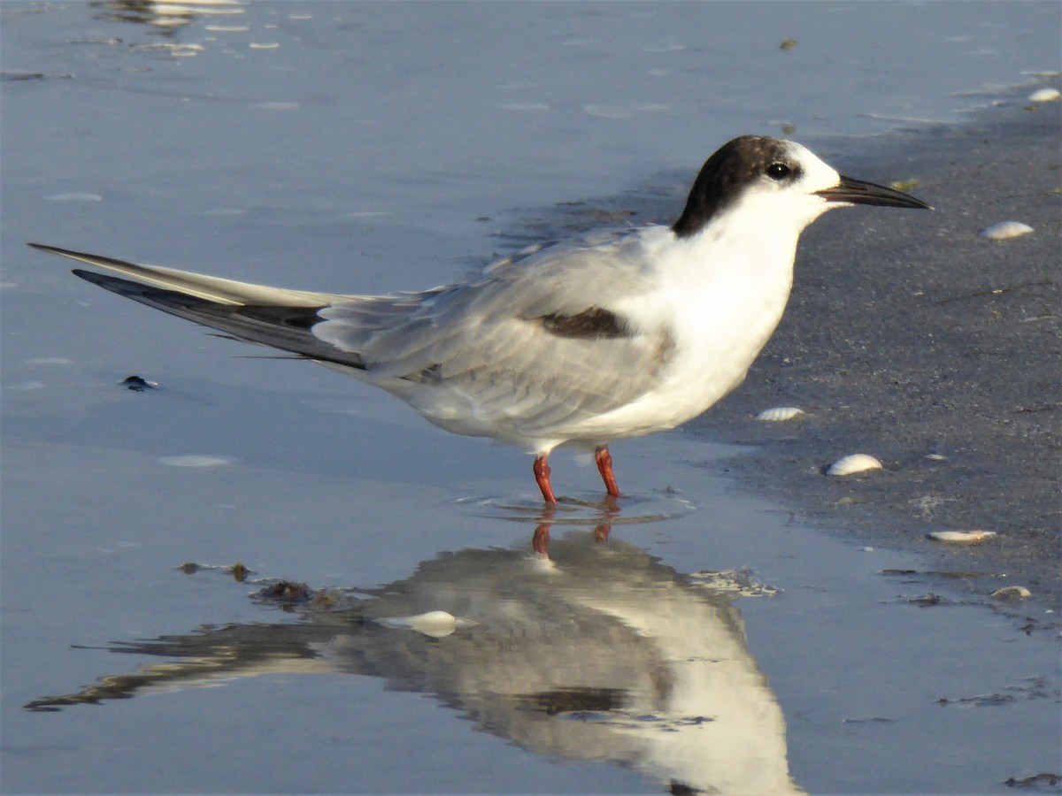 Common Tern - ML607127391