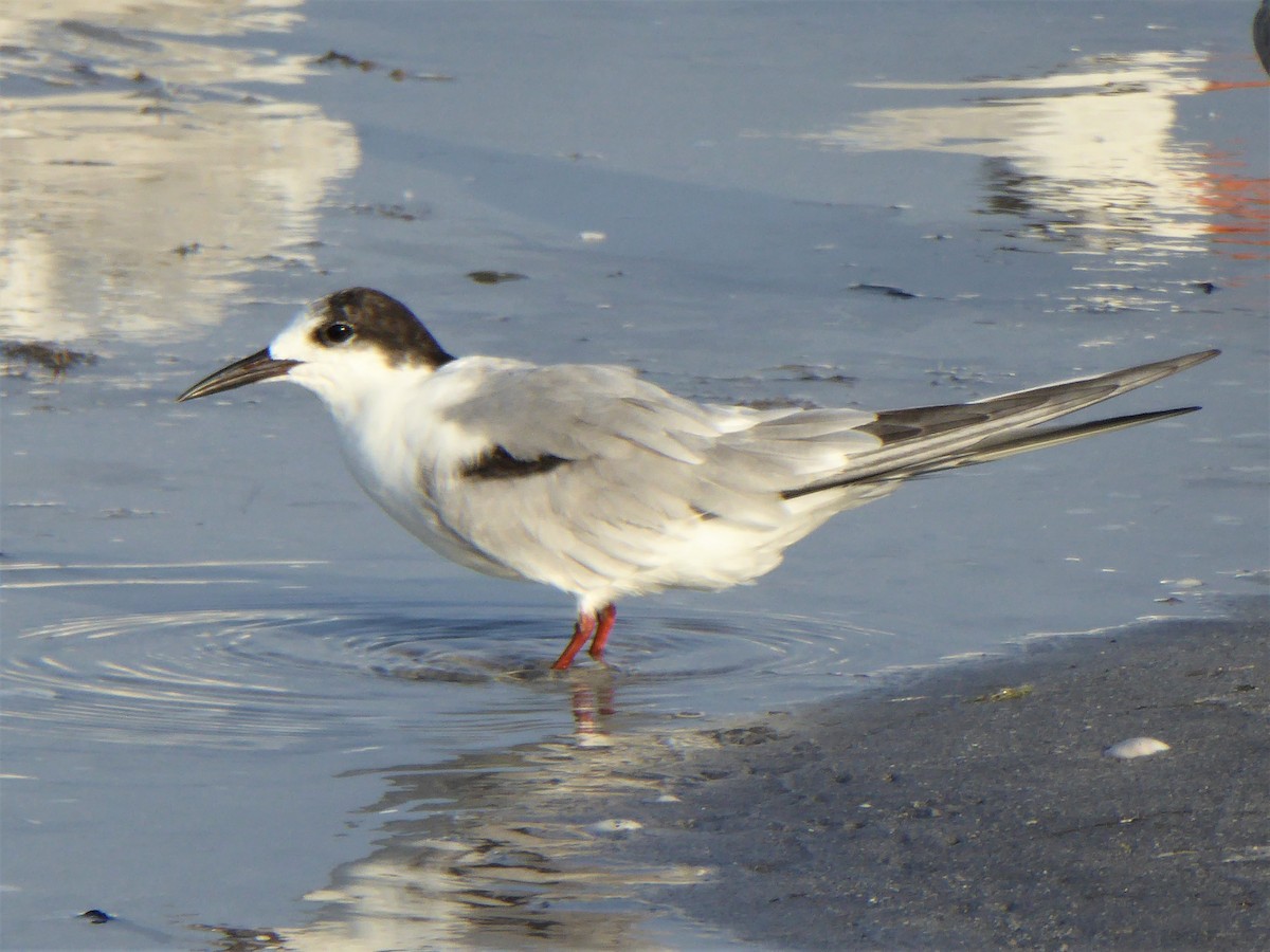 Common Tern - robert kraft