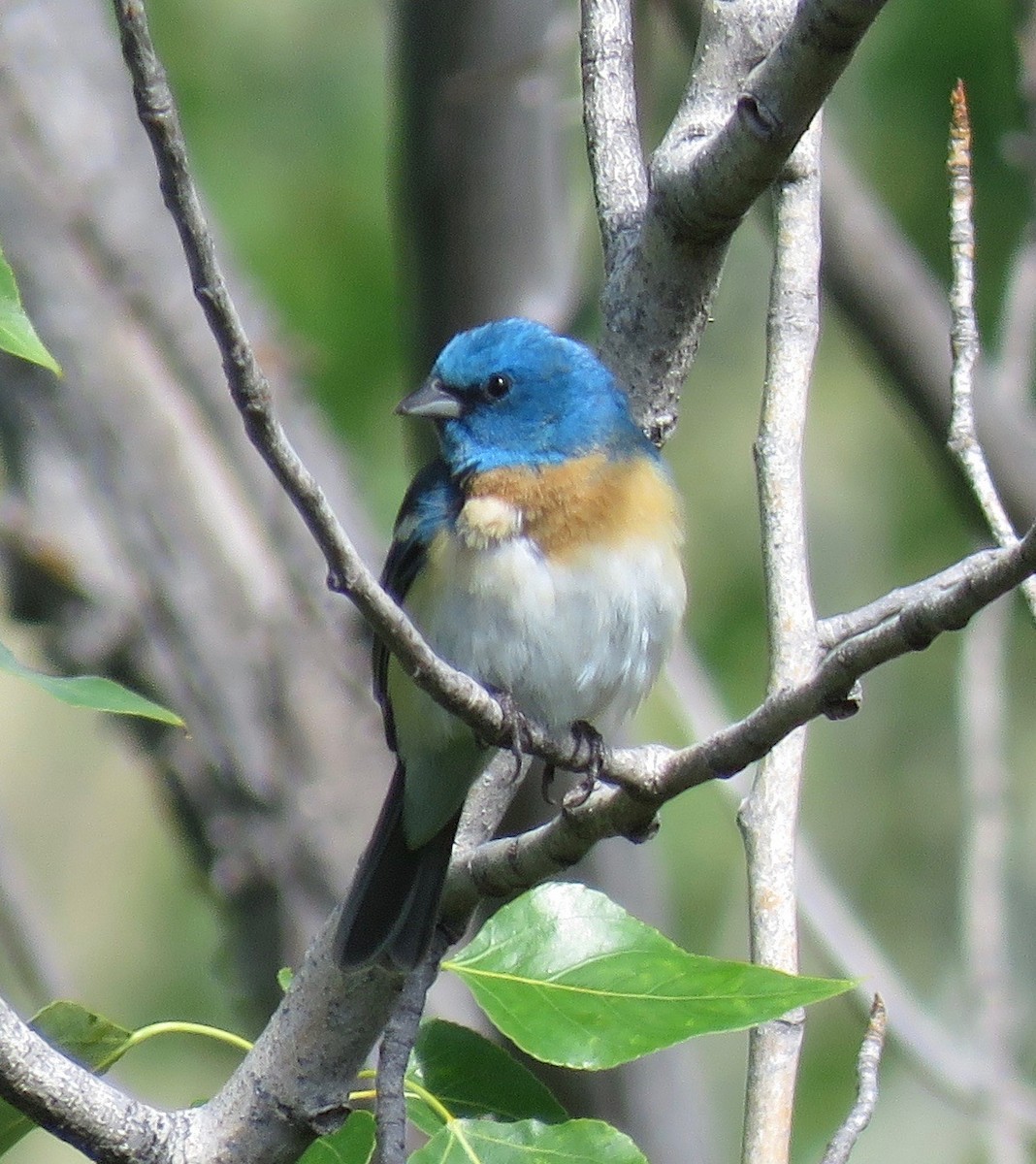 Lazuli Bunting - ML607128061