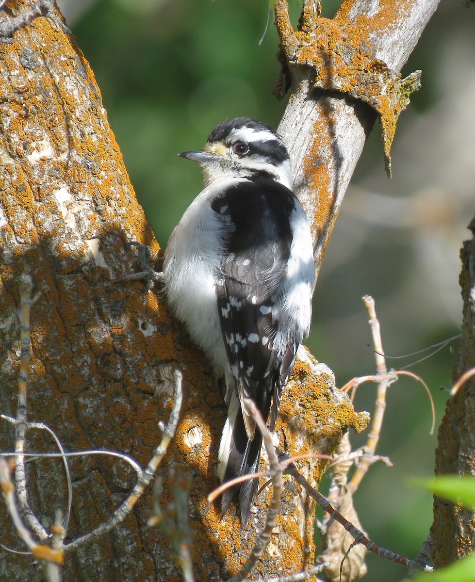 Downy Woodpecker - ML607128151