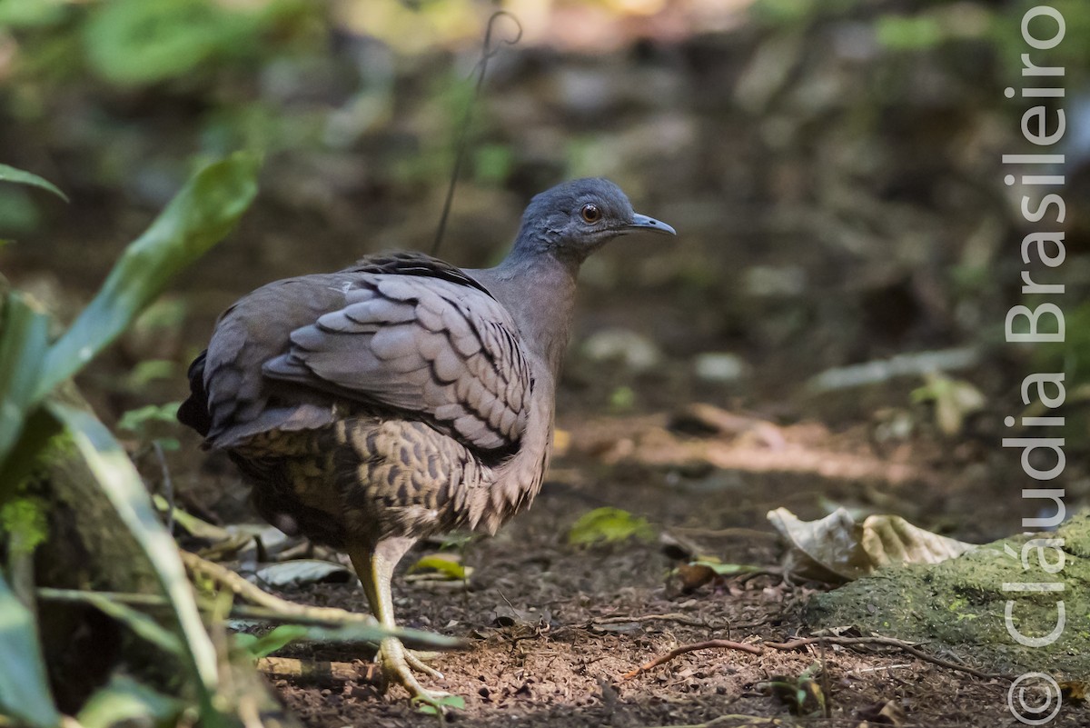 Brown Tinamou (Brown) - ML60712821