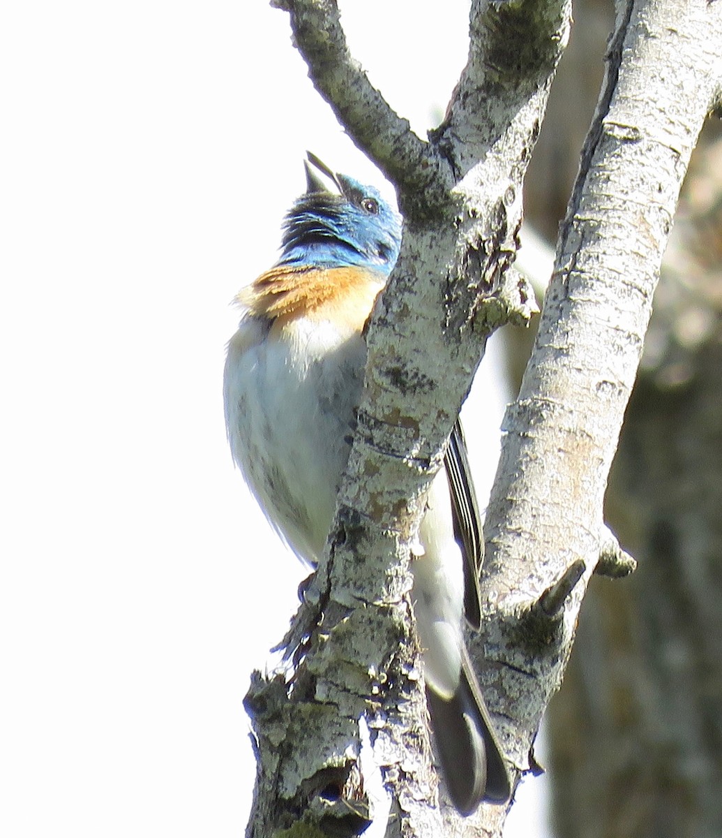 Lazuli Bunting - ML607128261