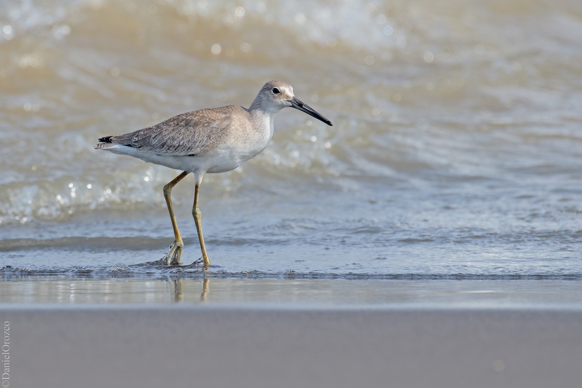 Willet - ML607128351