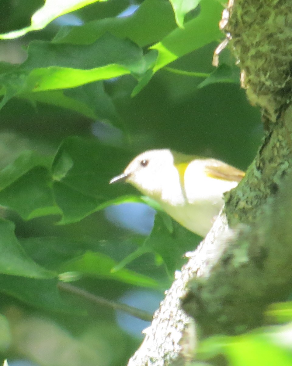 American Redstart - ML60712951