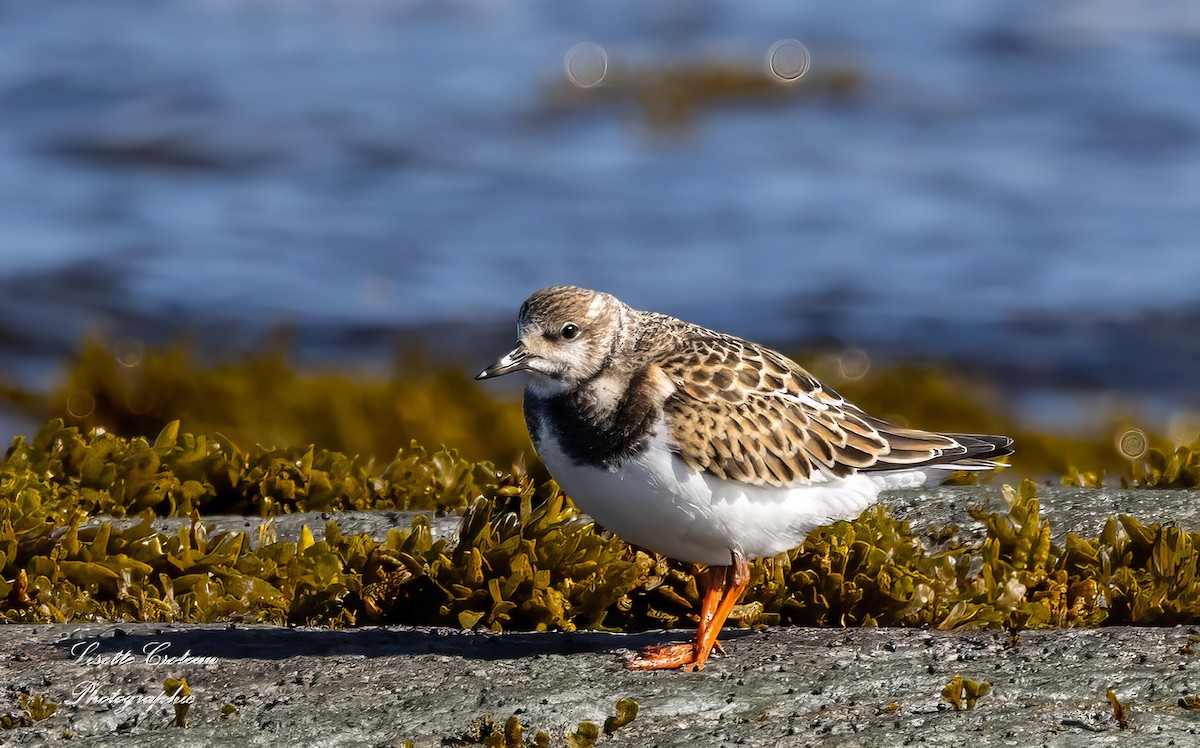 Ruddy Turnstone - Lisette Croteau