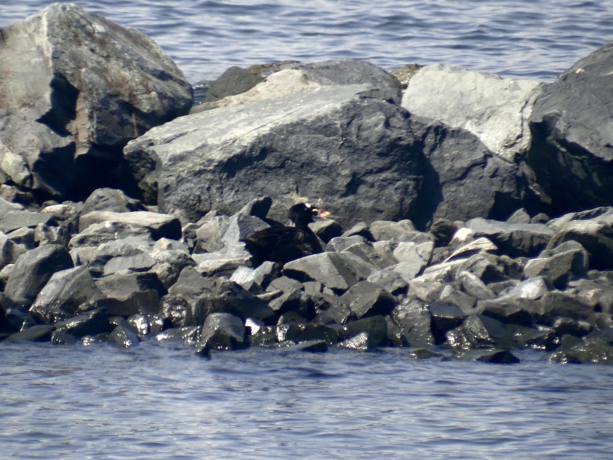 Surf Scoter - ML607129721