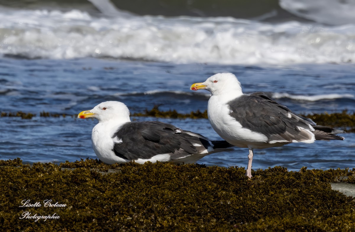 Great Black-backed Gull - Lisette Croteau