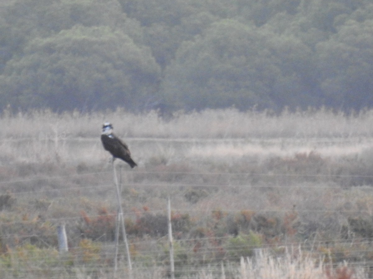 Balbuzard pêcheur - ML607130201