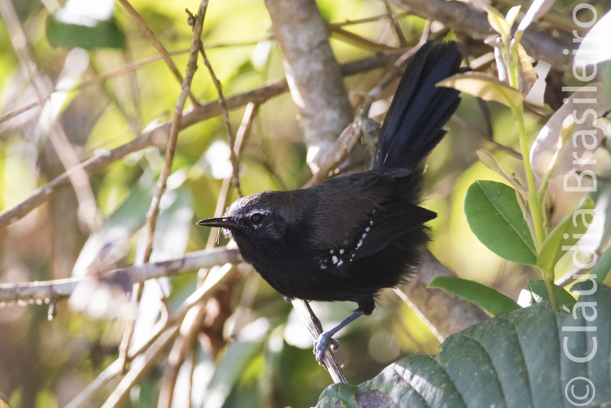 Marsh Antwren (Sao Paulo) - ML60713031