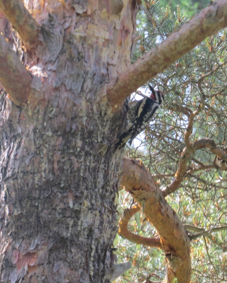 Yellow-bellied Sapsucker - ML60713051
