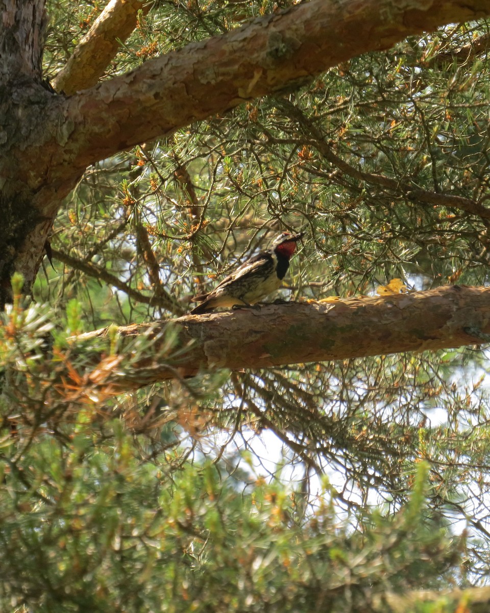 Yellow-bellied Sapsucker - ML60713061