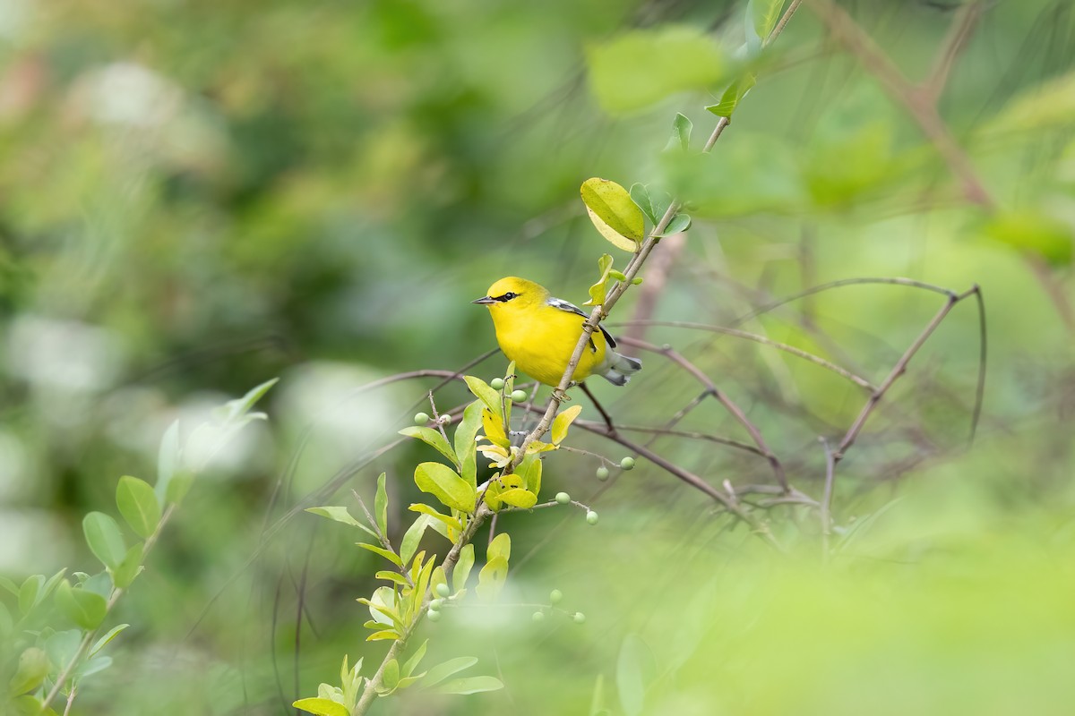 Blue-winged Warbler - ML607130851