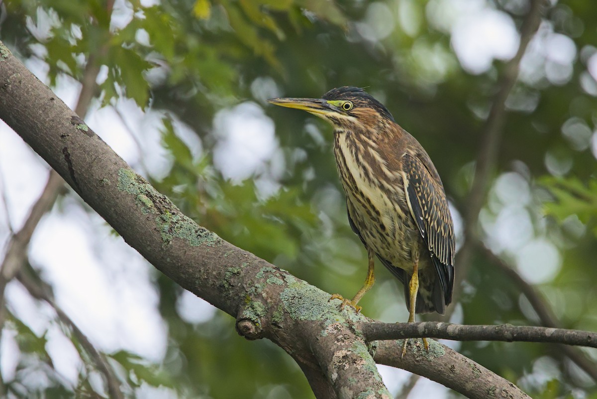 Green Heron - David Guertin