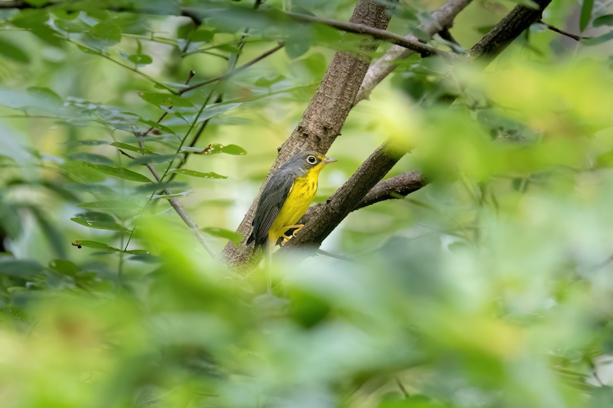 Canada Warbler - ML607131151