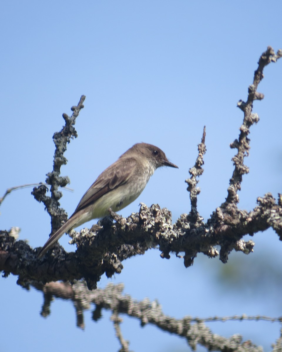 Eastern Phoebe - ML60713121