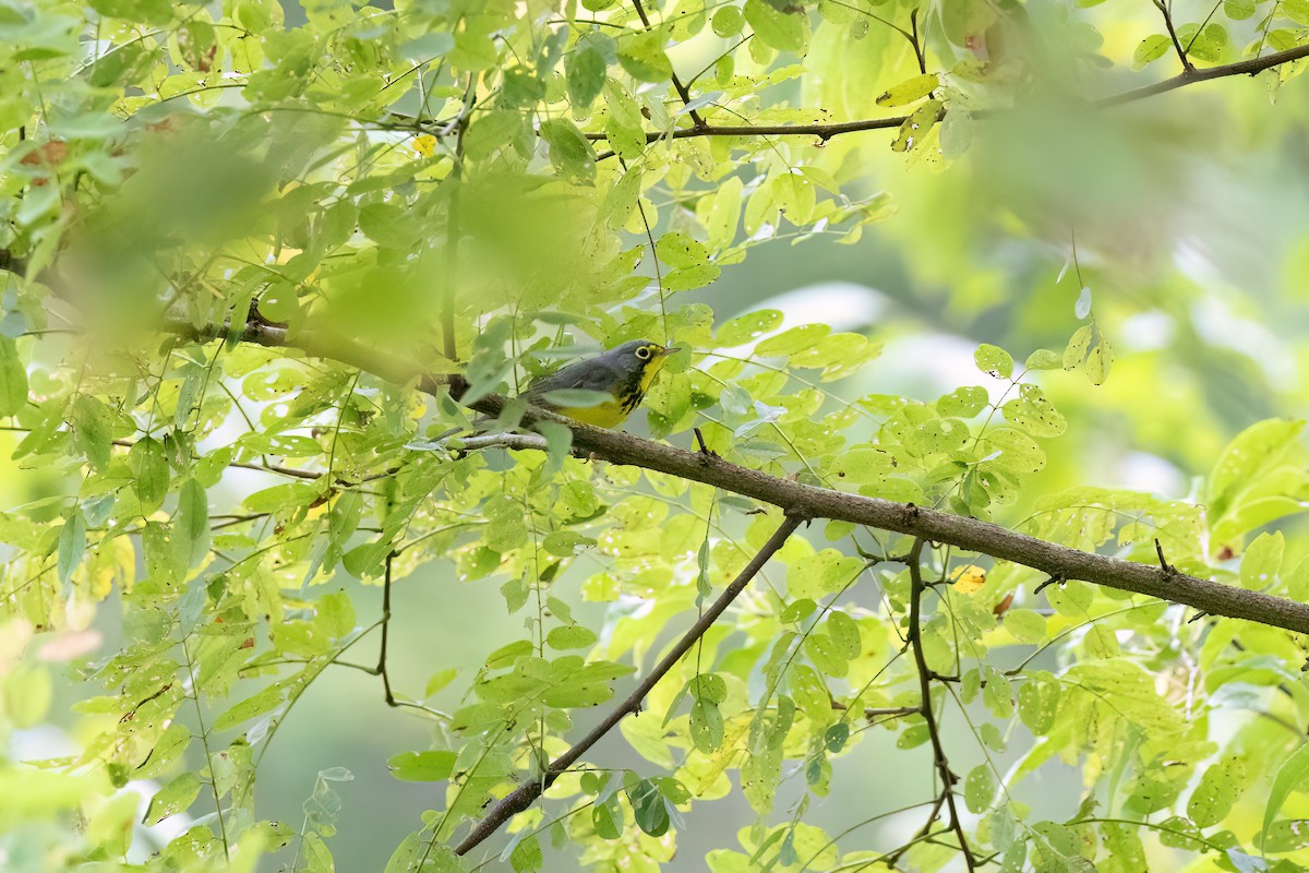 Canada Warbler - ML607131341
