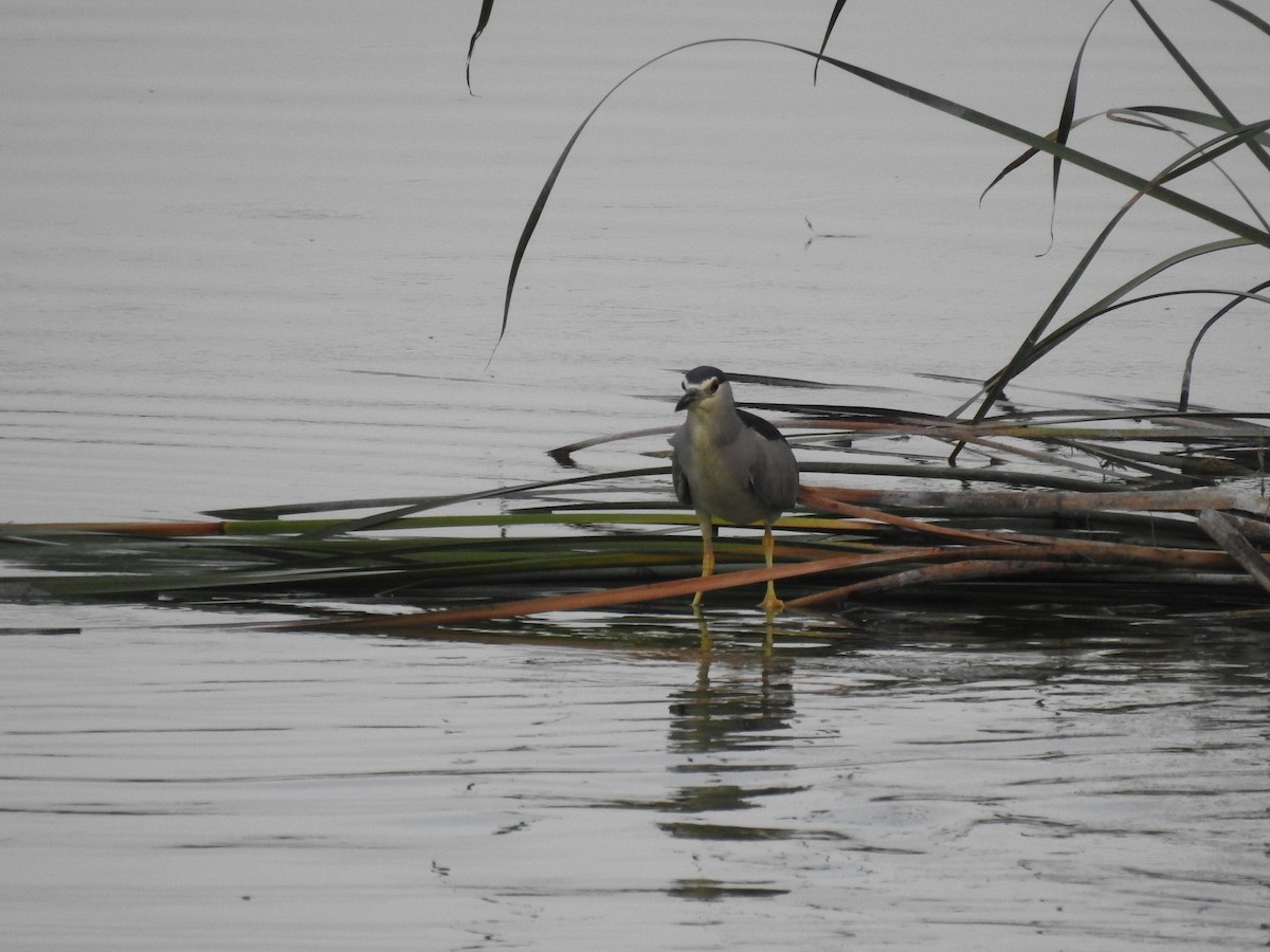 Black-crowned Night Heron - ML607131541