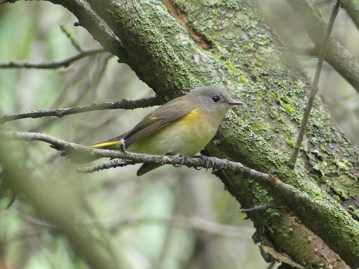 American Redstart - Cathy Brown