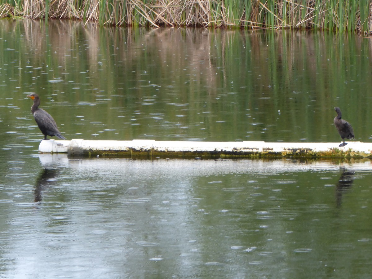 Neotropic Cormorant - ML60713251