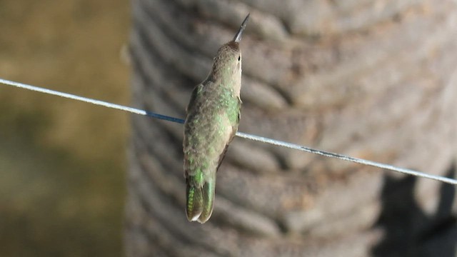 kolibřík rusoprsý - ML607133571