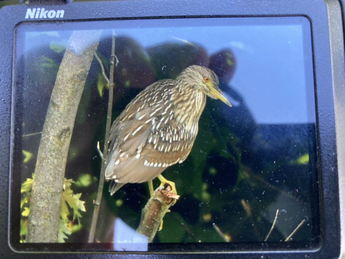 Black-crowned Night Heron - ML607133681