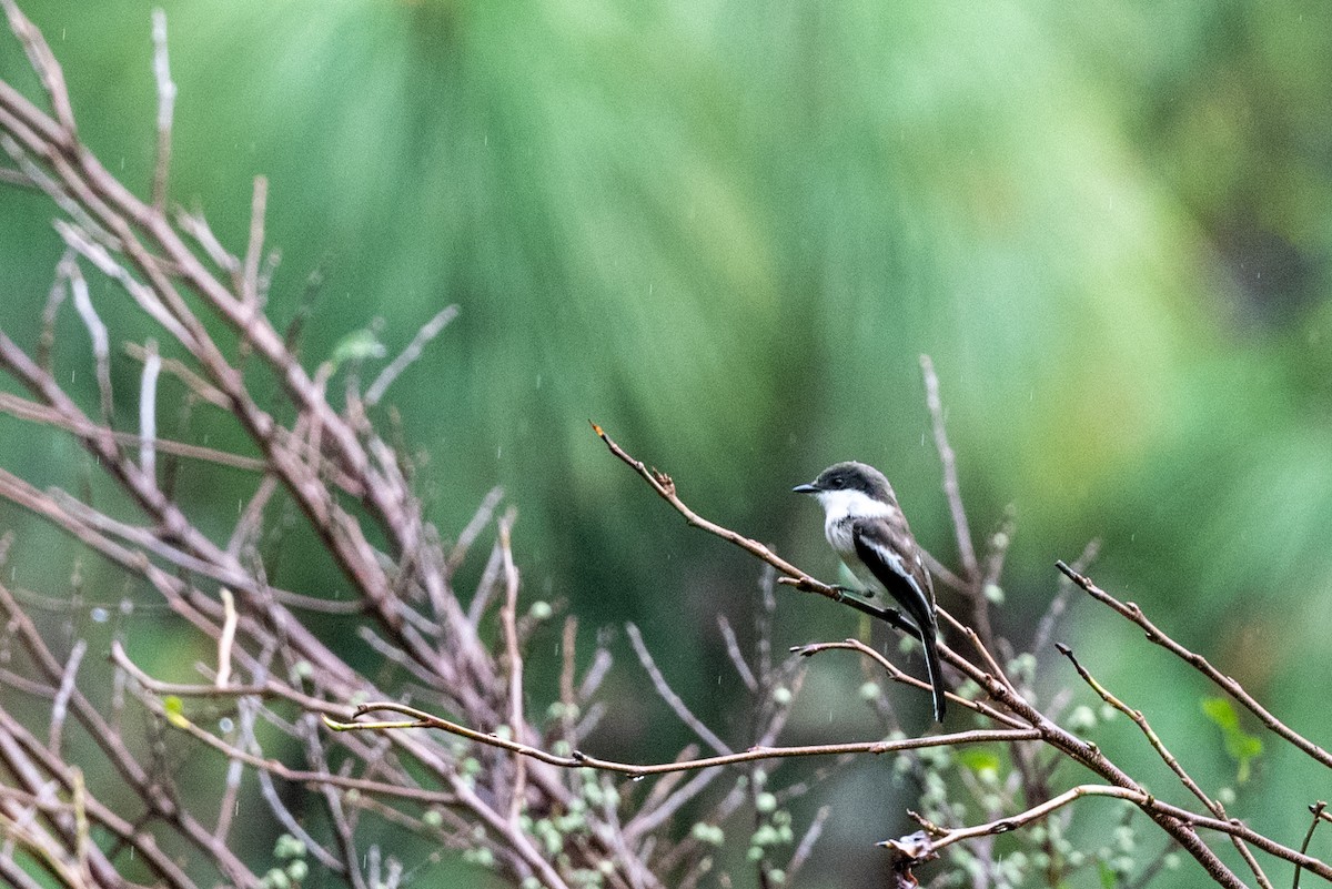 Bar-winged Flycatcher-shrike - Hans Norelius