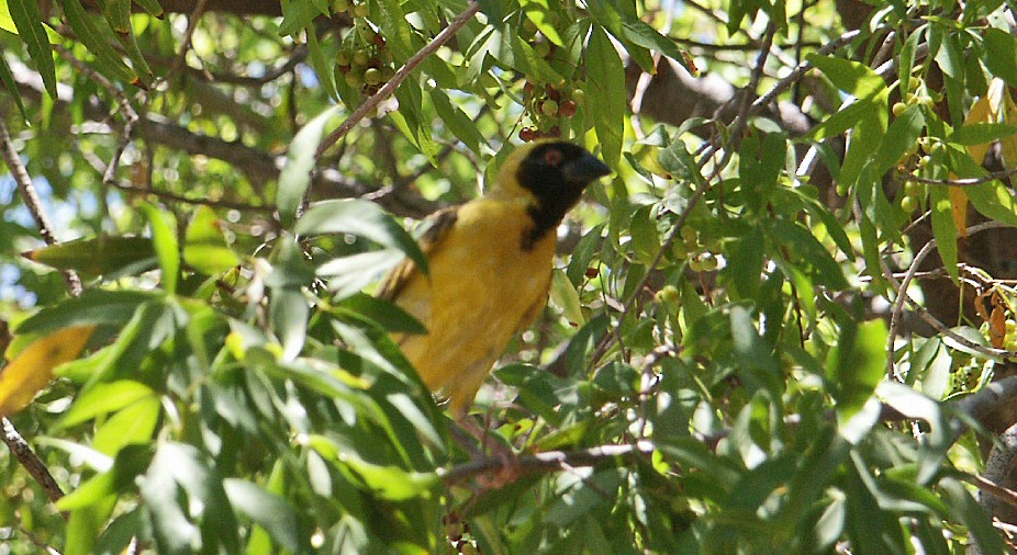 Southern Masked-Weaver - ML607133831