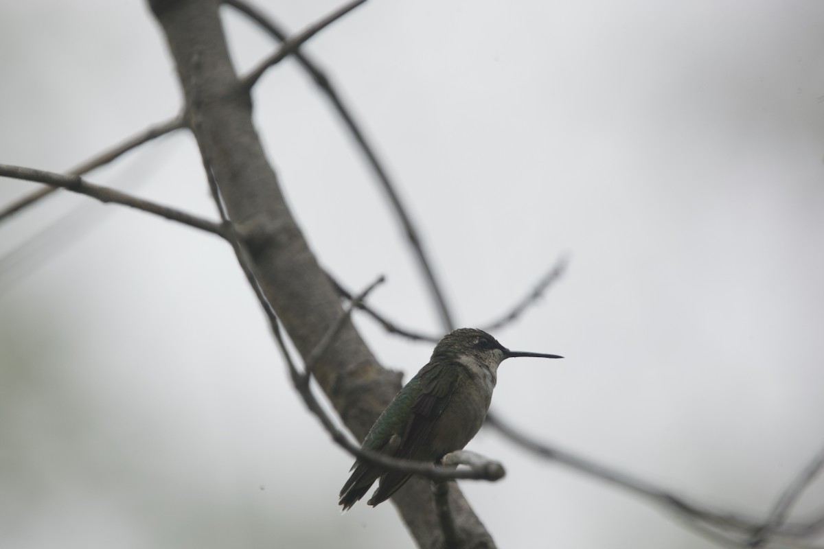 Ruby-throated Hummingbird - ML607134851