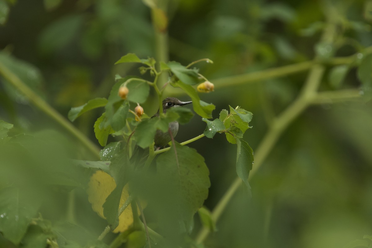 Ruby-throated Hummingbird - ML607134861