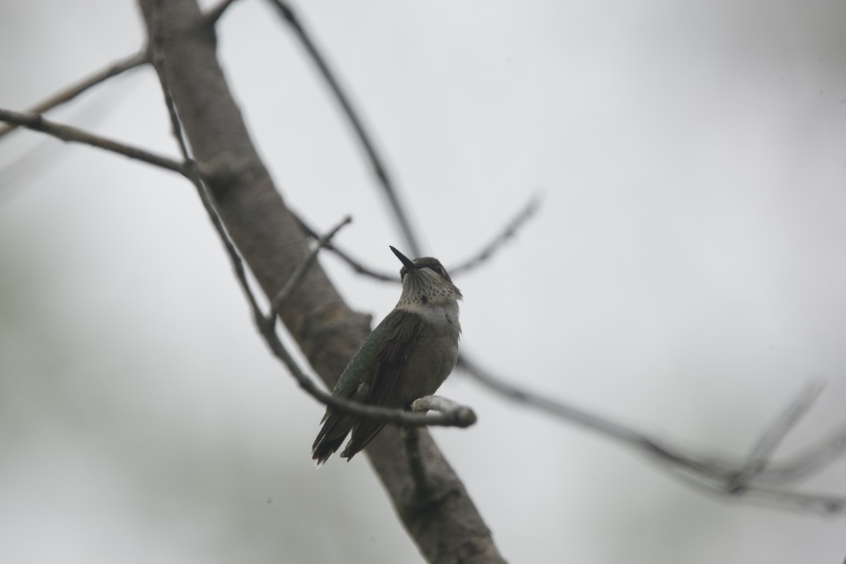 Colibrí Gorjirrubí - ML607134871