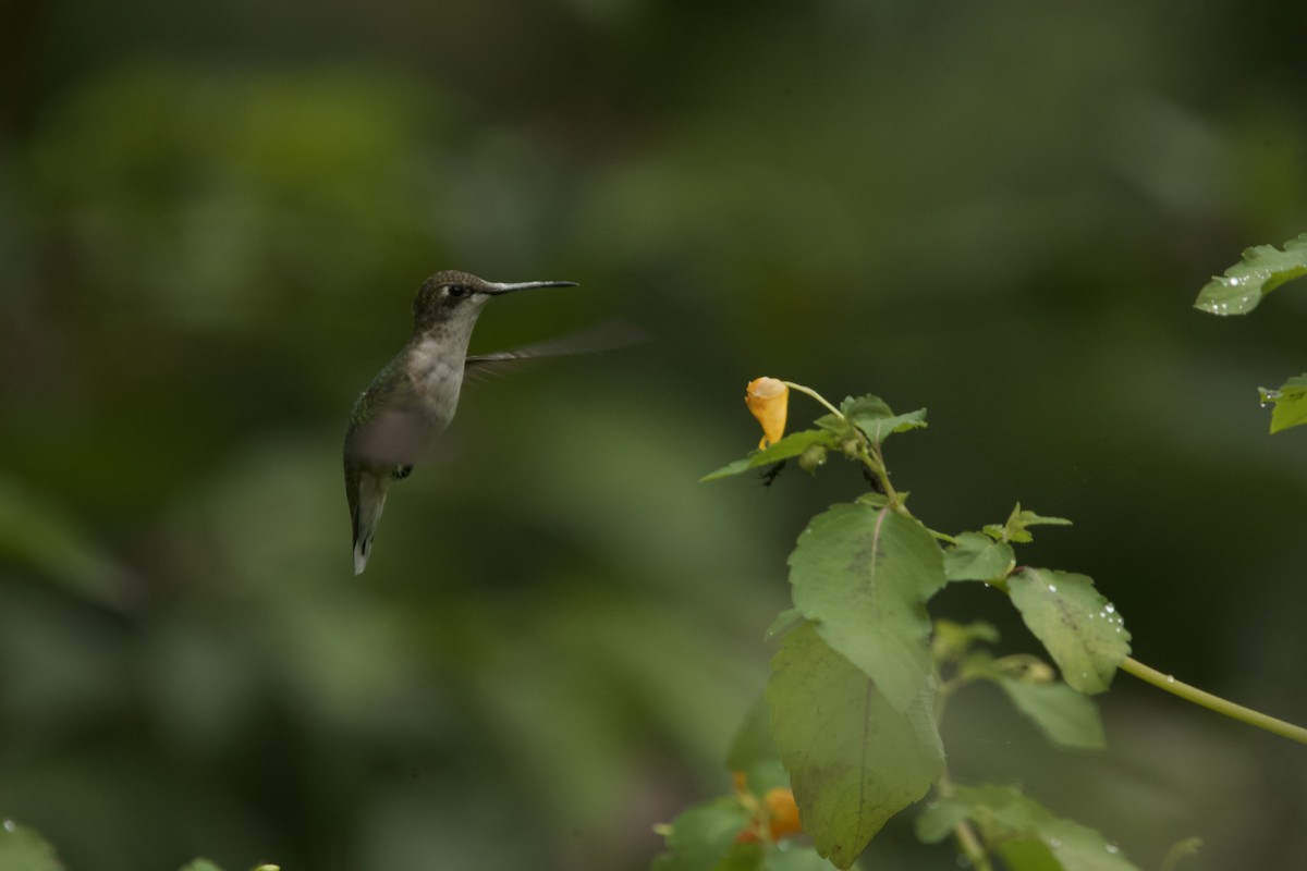 Ruby-throated Hummingbird - Paul Miller