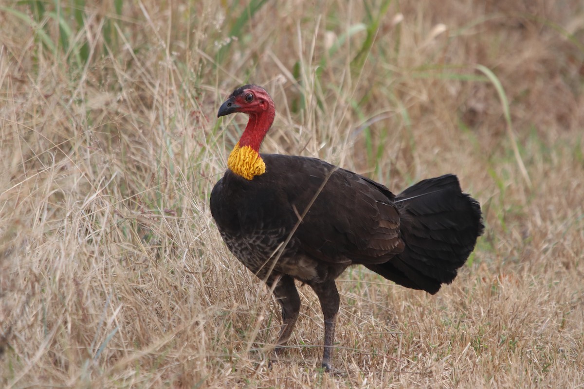 Australian Brushturkey - ML607134981