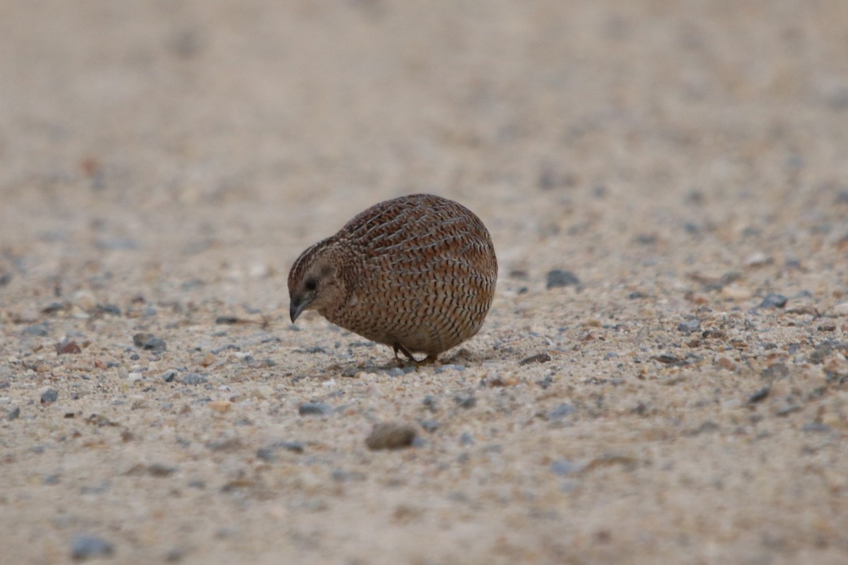 Brown Quail - ML607135111