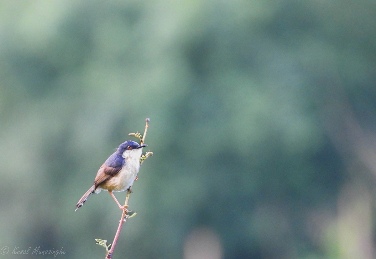 Ashy Prinia - Kusal Munasinghe