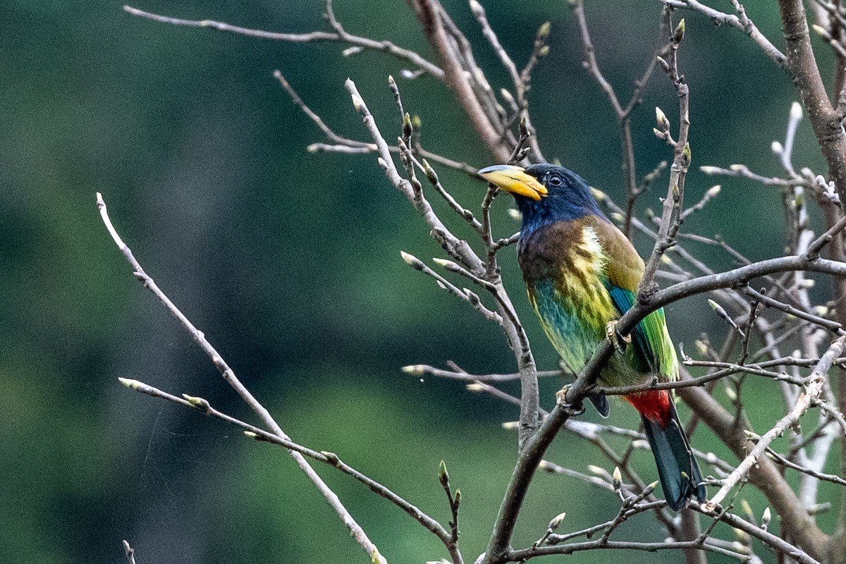 Great Barbet - Hans Norelius