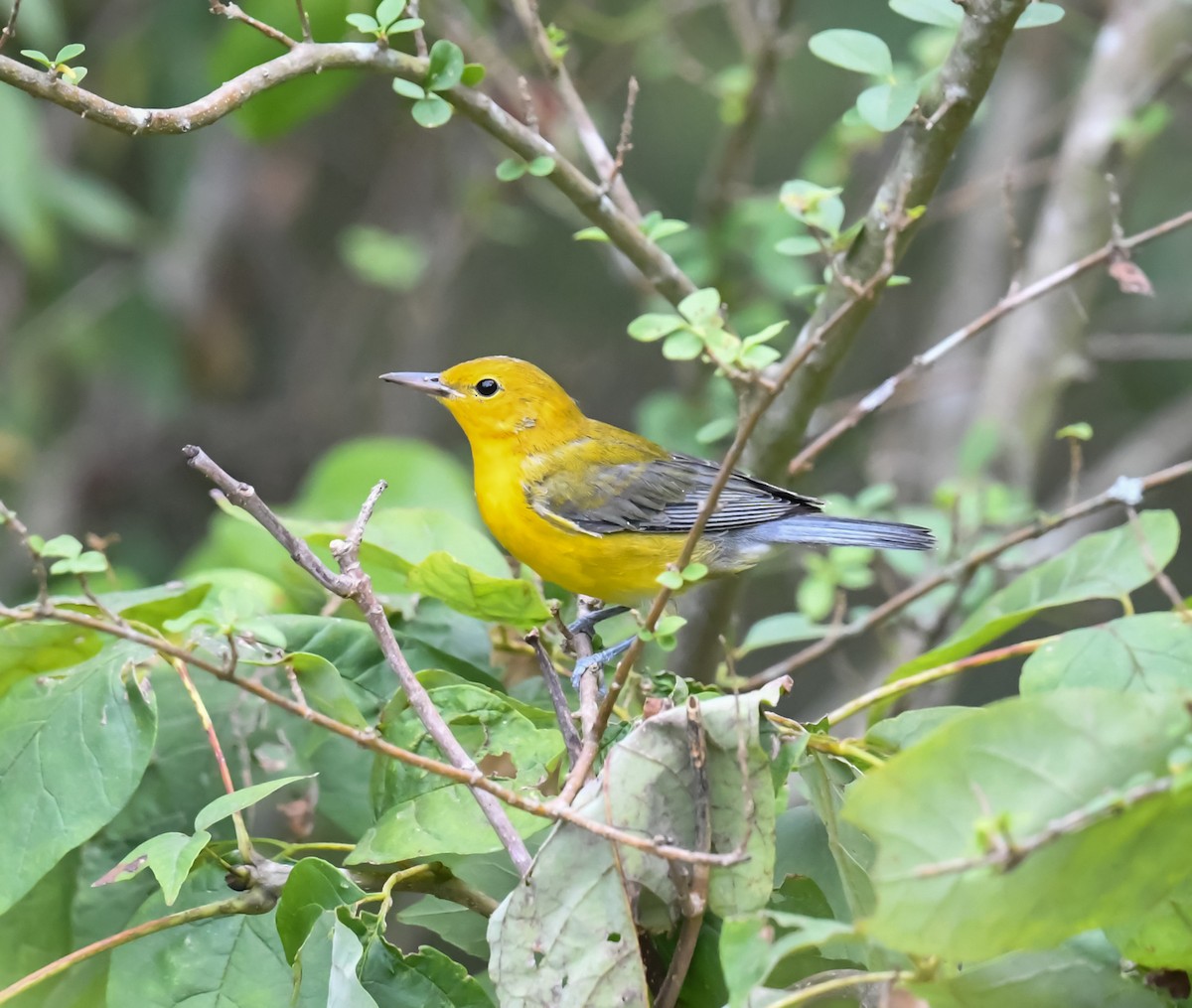 Prothonotary Warbler - Cindy Stacy