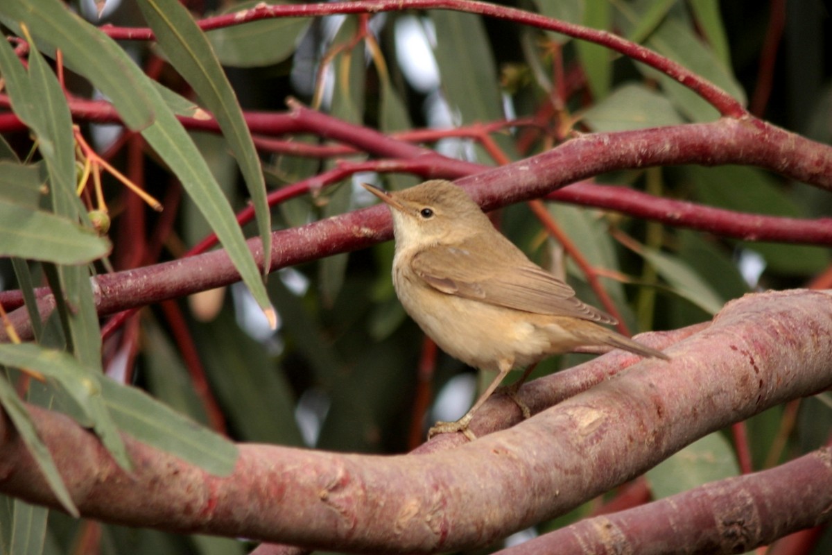 Common Reed Warbler - ML607136171