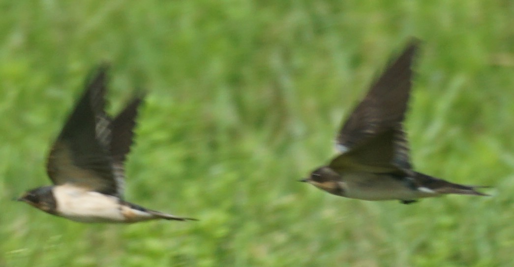 Barn Swallow - ML607136221